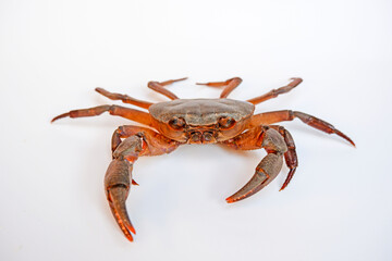 puna on a white background