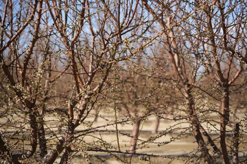 Almond shoot with pink buds