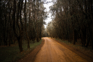 Country dirt road through trees