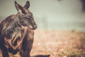 Wallaby outdoors in bush