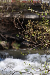 spring in the forest