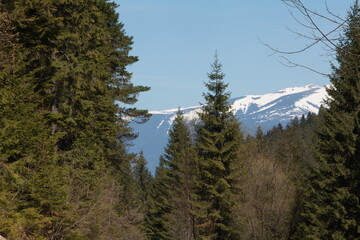 trees in the mountains