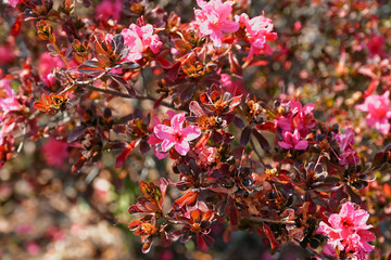 灯台躑躅　ドウダンツツジ　紅葉　秋　日本