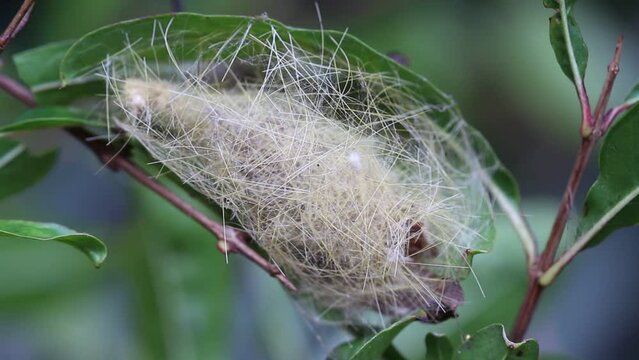 Pupa nest hanging on green leaf branch of tree natural macro background