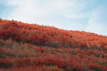灯台躑躅　ドウダンツツジ　紅葉　秋　日本