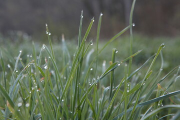 grass in the wind