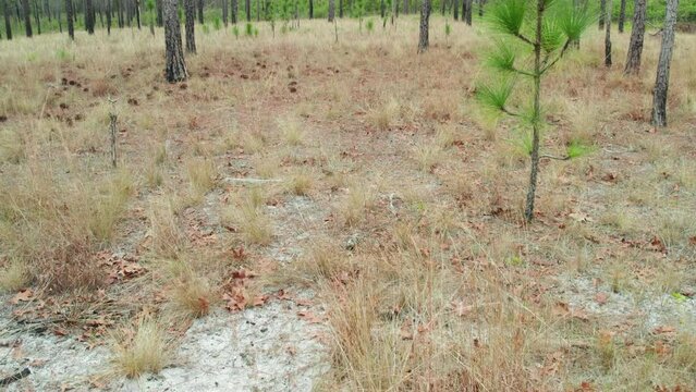 Drone shot tilting up in a longleaf pine forest at in the winter starting on the forest floor