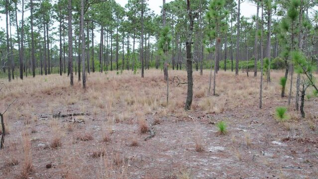 Drone shot flying through a longleaf pine forest at eye level in the winter