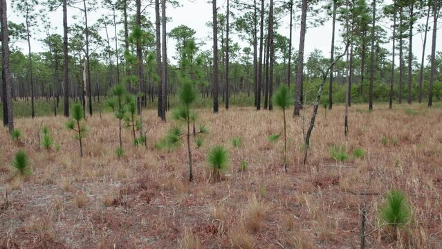 Drone shot rotating in a longleaf pine forest in the winter