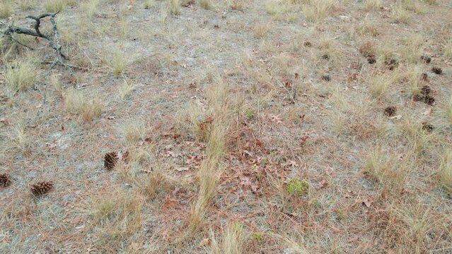 Drone shot tilting up in a longleaf pine forest at in the winter