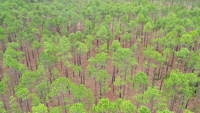 Wide drone shot of a longleaf pine forest above the tree canopy