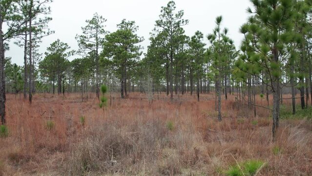 Drone shot flying through a longleaf pine forest in the winter at eye level