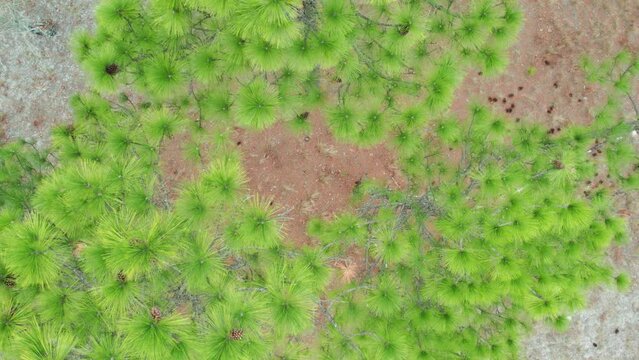 Cinematic rising drone shot of a longleaf pine forest above the tree canopy