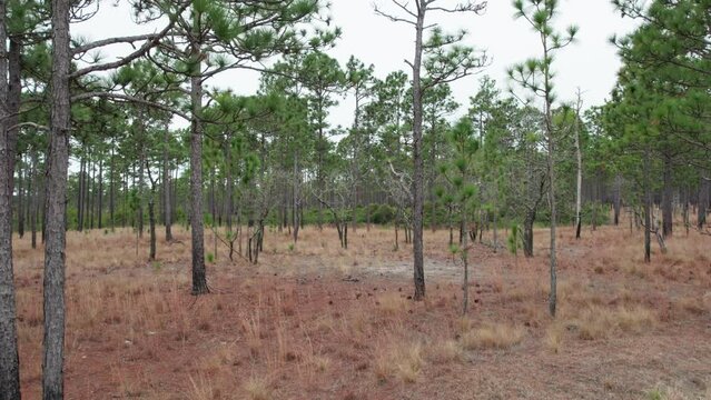 Drone shot moving through a longleaf pine forest at in the winter