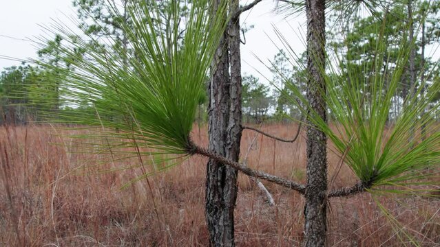 Tight shot longleaf pine needs in a longleaf pine forest