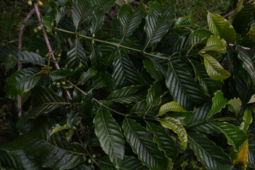 Green coffee beans and leaves on the plantation