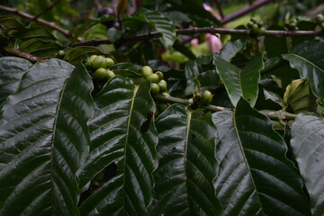 Green coffee beans and leaves on the plantation