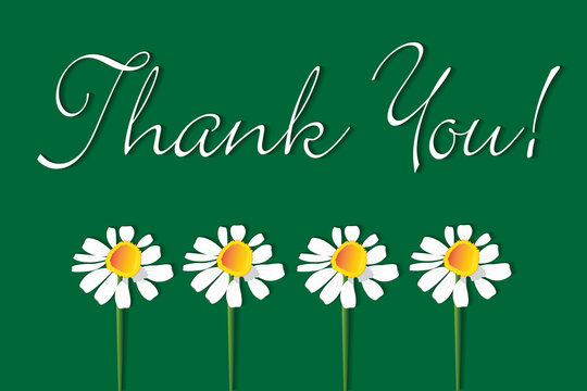 Thank you with chamomile daisy flowers greetings card vector