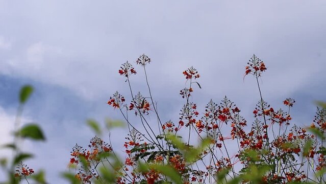 Barbados pride flower or colorful peacock 's crest with light wind  on clouds sky background