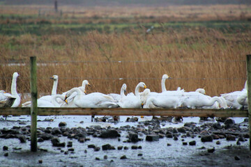 A view of a Whooper Swan at Martin Mere Nature Reserve