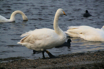 A view of a Whooper Swan at Martin Mere Nature Reserve