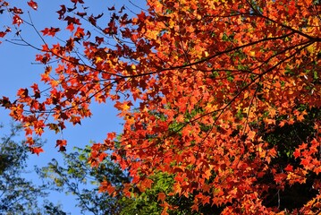 Maple Leaf is Autumn background with red & yellow leaves.