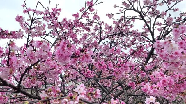 Beautiful pink cherry blossoms (Prunus x kanzakura Makino cx. Oh-kannzakura ) in spring time. The Oh-kanzakura is a hybrid of a Taiwanese and Japanese cherry species.