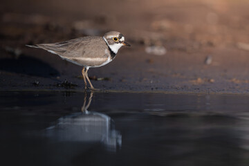 Little ringed plover