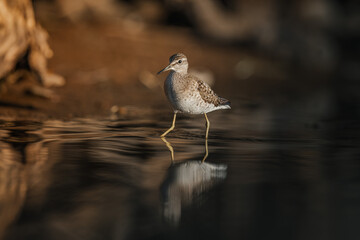 Wood sandpiper