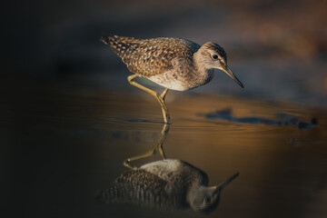Wood sandpiper