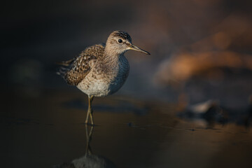 Wood sandpiper