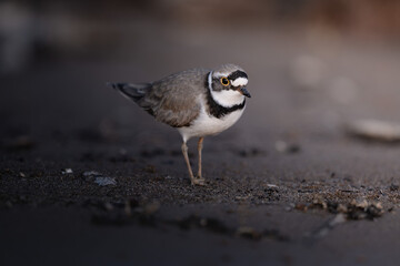 Little ringed plover