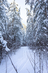 winter, sunny forest of the Urals
