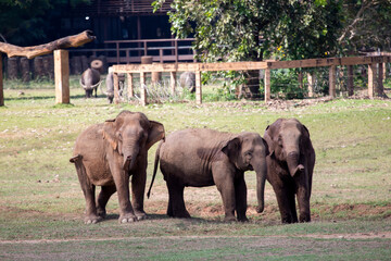Fototapeta na wymiar Asian elephants in an elephant farm in Thailand wide lawn area There is space for text.
