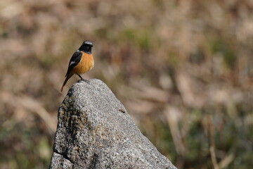 daurian redstart in the park