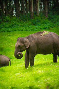 Elephant Roaming and eating the grass on forest. Wildlife stock image.