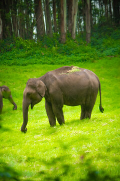 Elephant Roaming and eating the grass on forest. Wildlife stock images