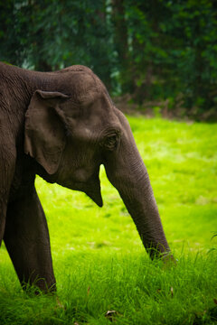 closeup Elephant face and eating the grass on forest. Wildlife stock images