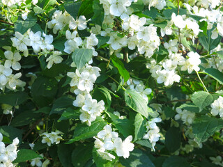 delicate white jasmine blooms in the garden in spring