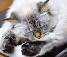 Sleeping Siberian cat on a pillow
