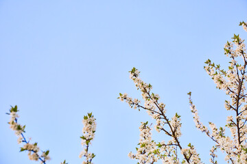 Beautiful flowering cherry branches on blue sky background with white flowers, spring day. Banner. Nature wallpaper. Fruit garden tree care. Springtime. Copy space. Close-up. Blooming season. Mockup.