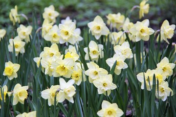 Obraz premium Flowers of Elagin Island in St. Petersburg