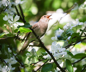 Trush nightingale singing in a nesting plot in an old apple orchard in the city center