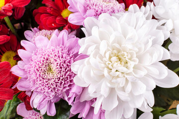 Pink, red and white chrysanthemum flowers in a bouquet close-up. Holiday concept, flower growing, botany, flower business.
