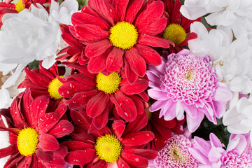 Beautiful flowers of red, pink and white chrysanthemums in a bouquet close-up. Floral background. The concept of the holiday. Birthday, March 8, Valentine's Day. Postcard.