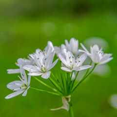 "grass lily" flowers closeup in the meadows, blurred natural background
