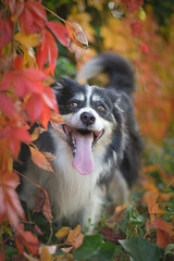 Border collie is sitting in the grass. He is so crazy dog on trip.