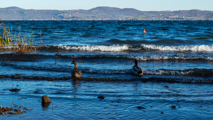 Duo de canards en hiver