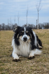Border collie is lying in the grass. He is so crazy dog on trip.