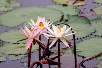 LOTUS in a pond
